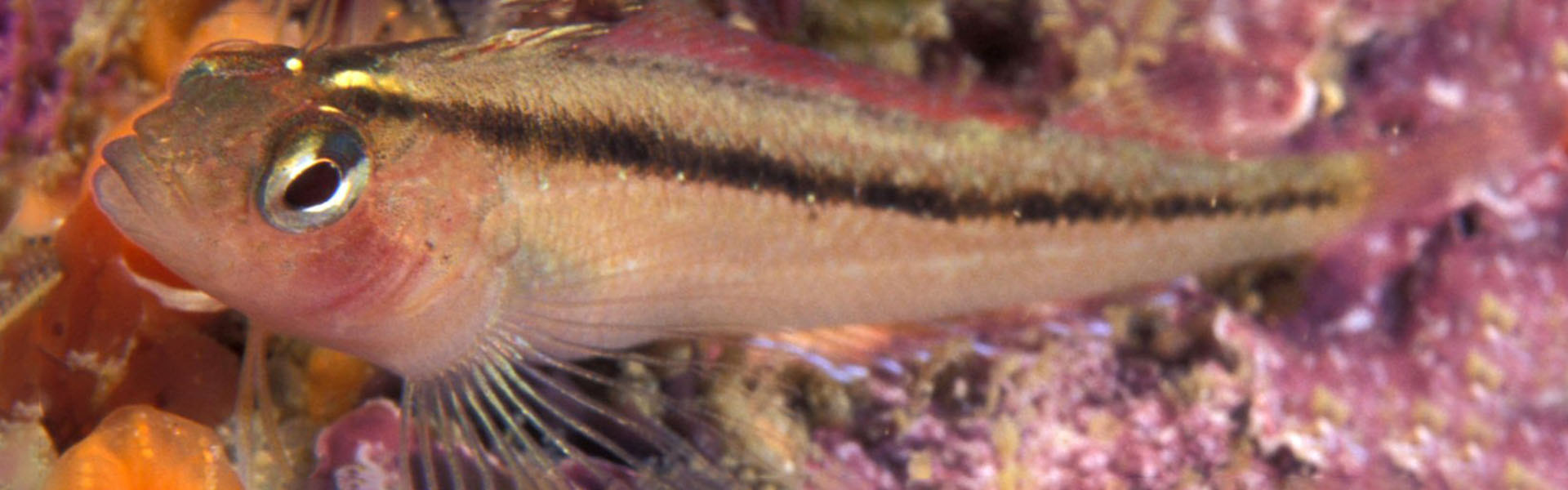 Le Triplefin pâle